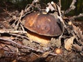 ÃâÃÂµÃÂ»Ãâ¹ÃÂ¹ ÃÂ³Ãâ¬ÃÂ¸ÃÂ± / Boletus edulis